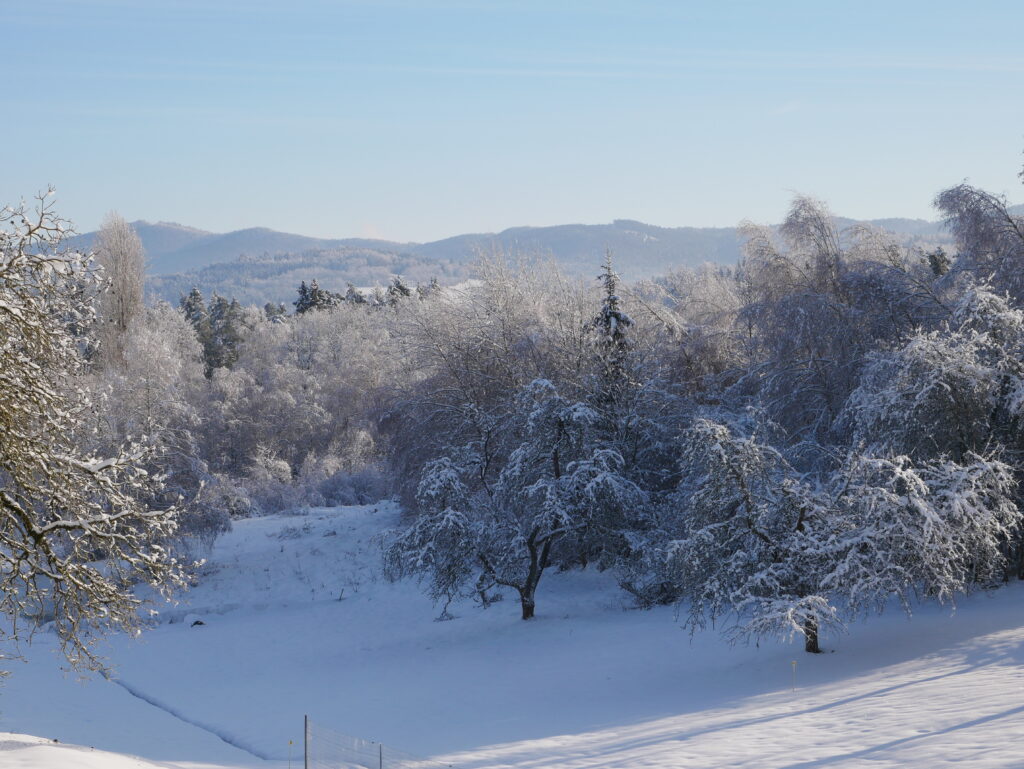 Les Vosges sous la neige